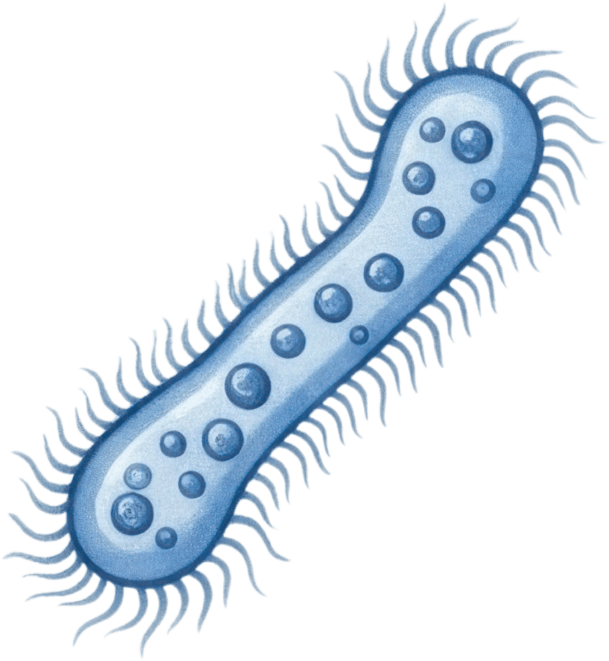 Bacteria Microbe Icon