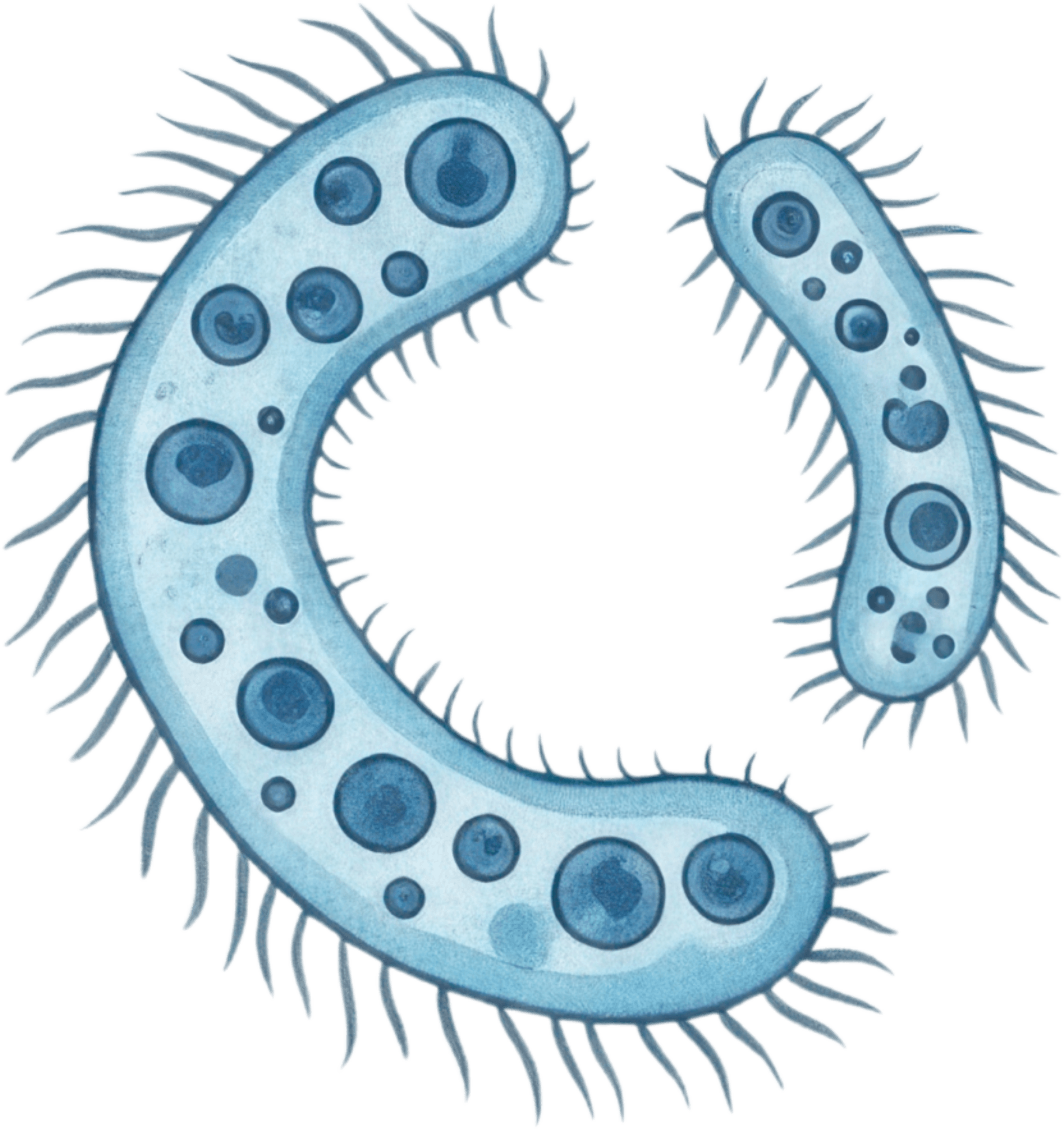 Bacteria Microorganism Icon