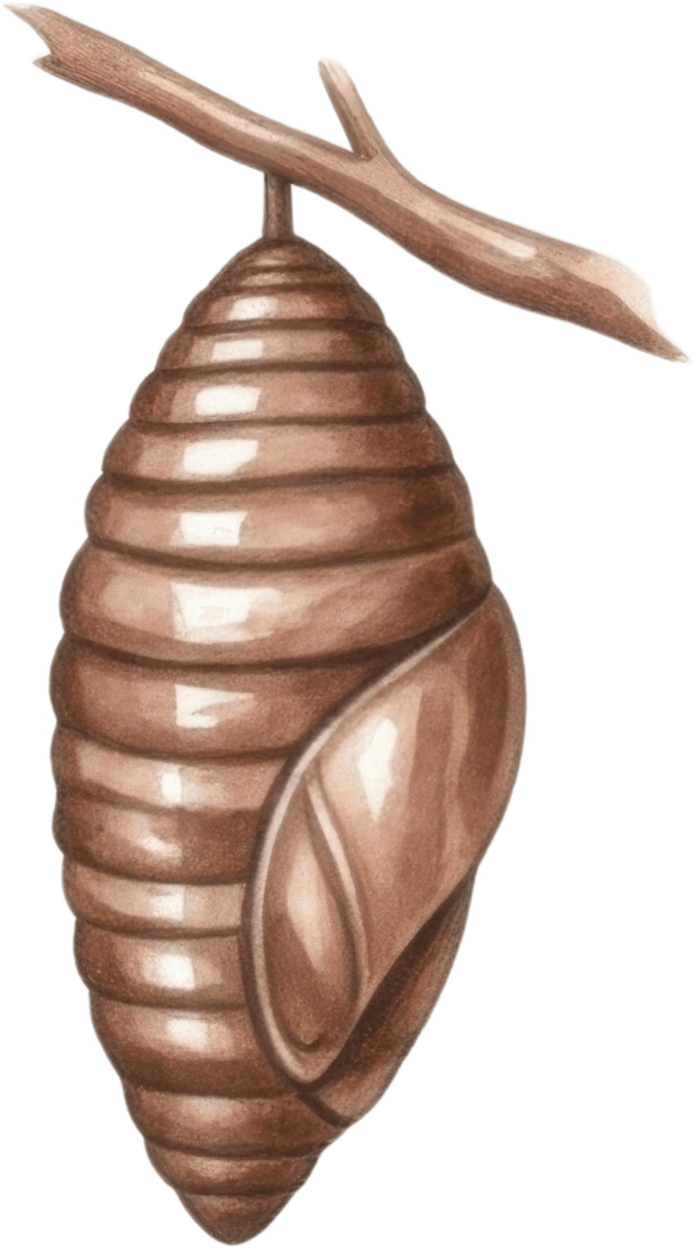 Butterfly Chrysalis Icon