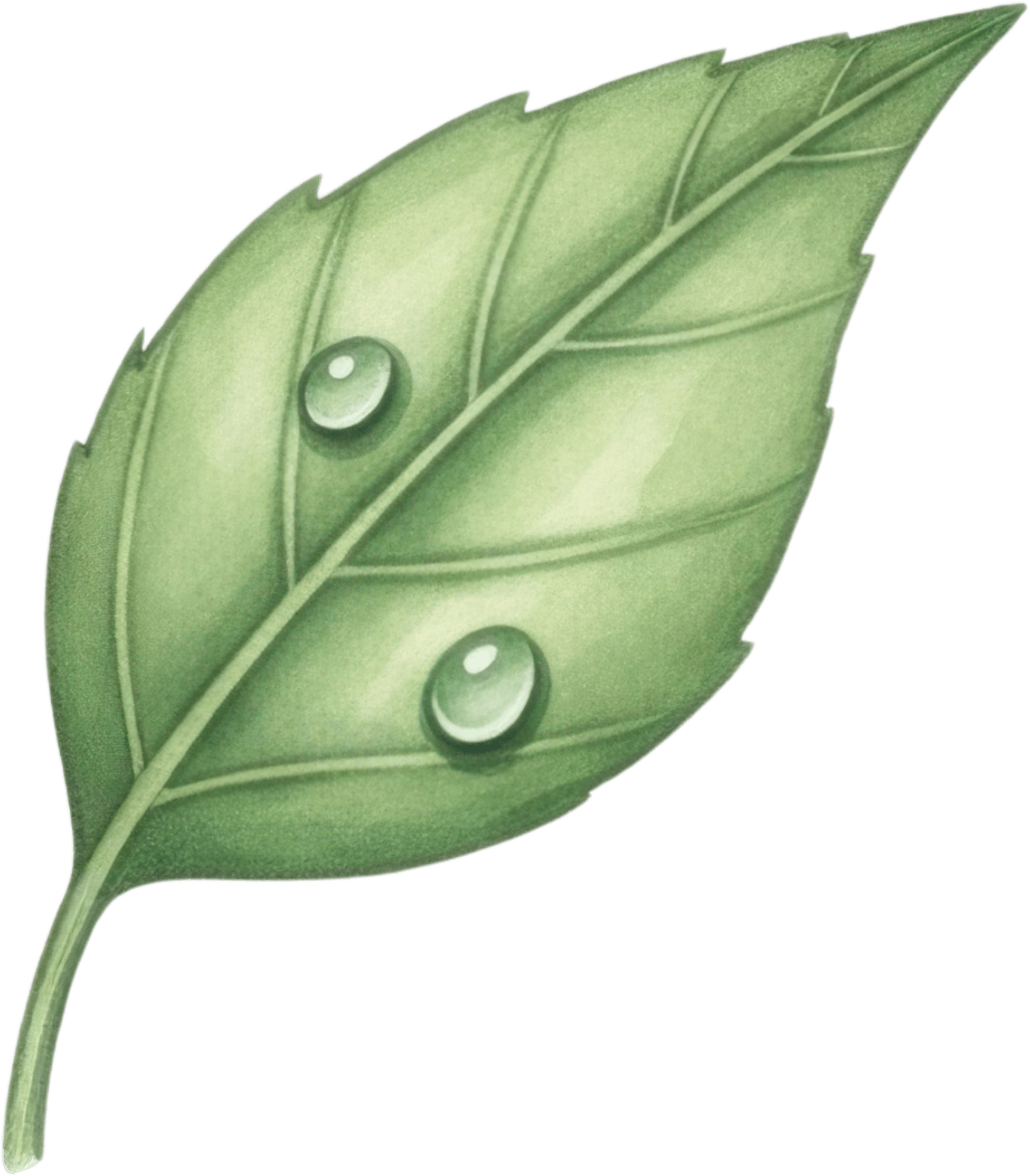 Green Leaf Nature Icon