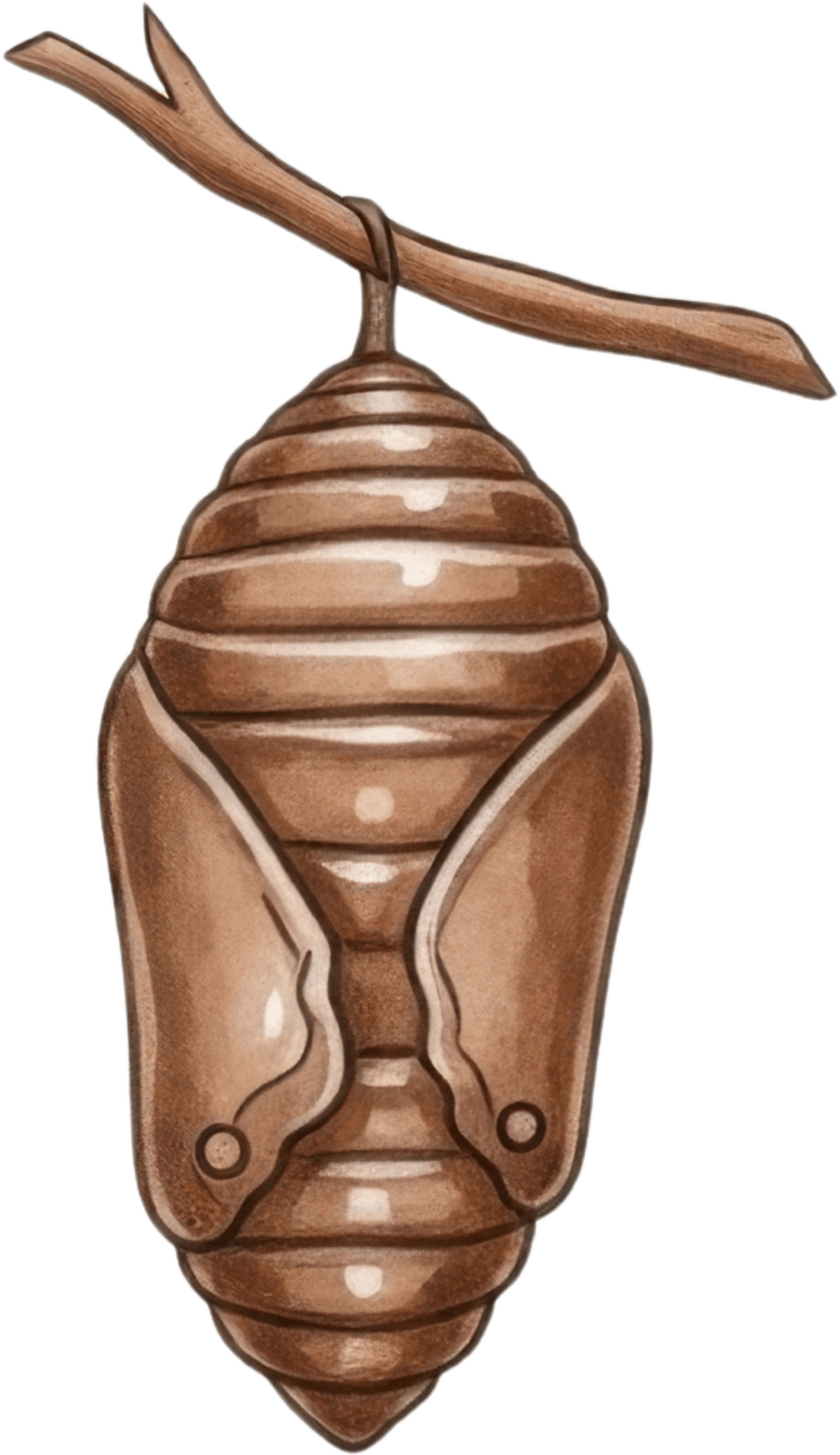 Insect Cocoon Icon