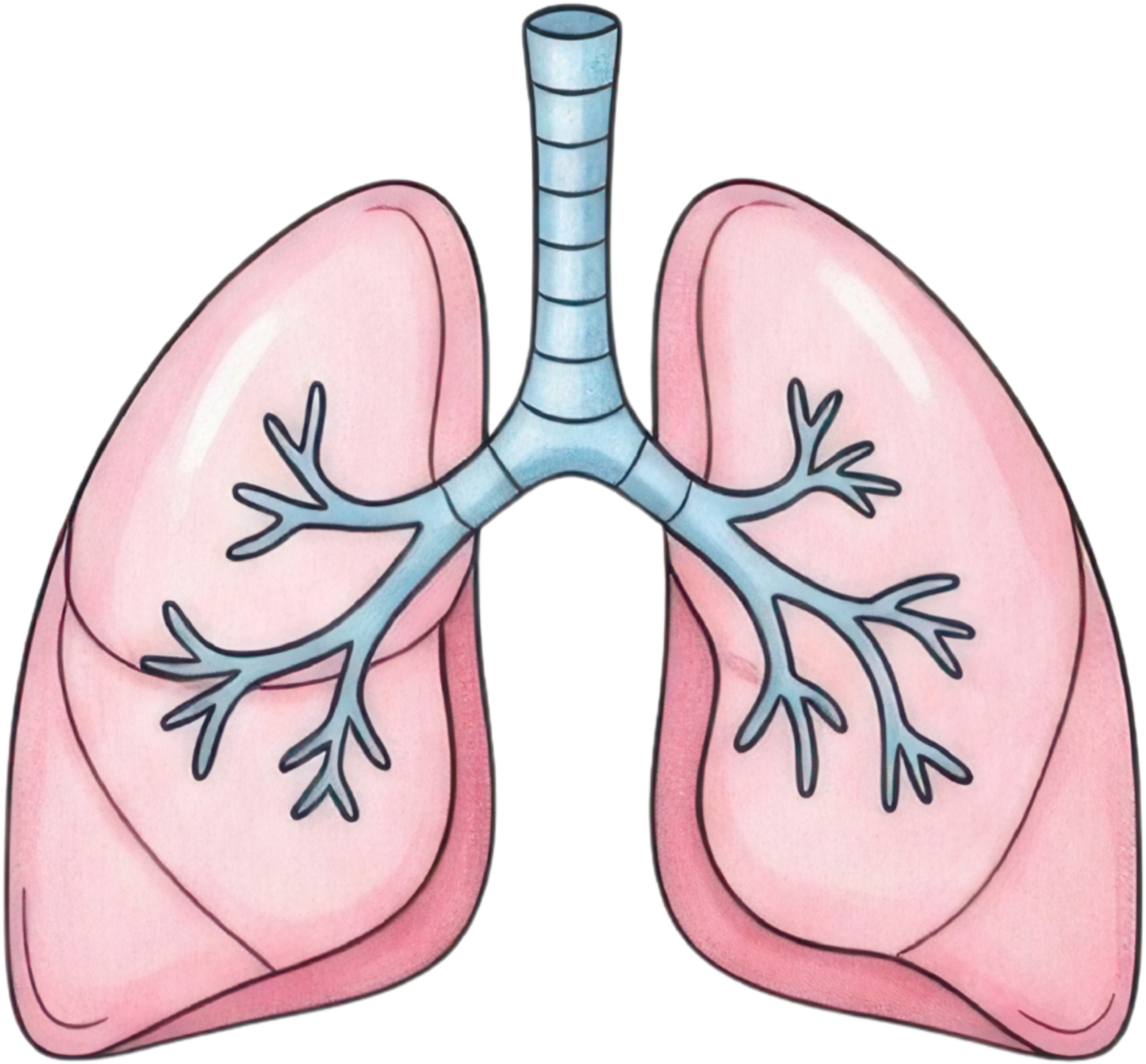 Lungs Anatomy Icon