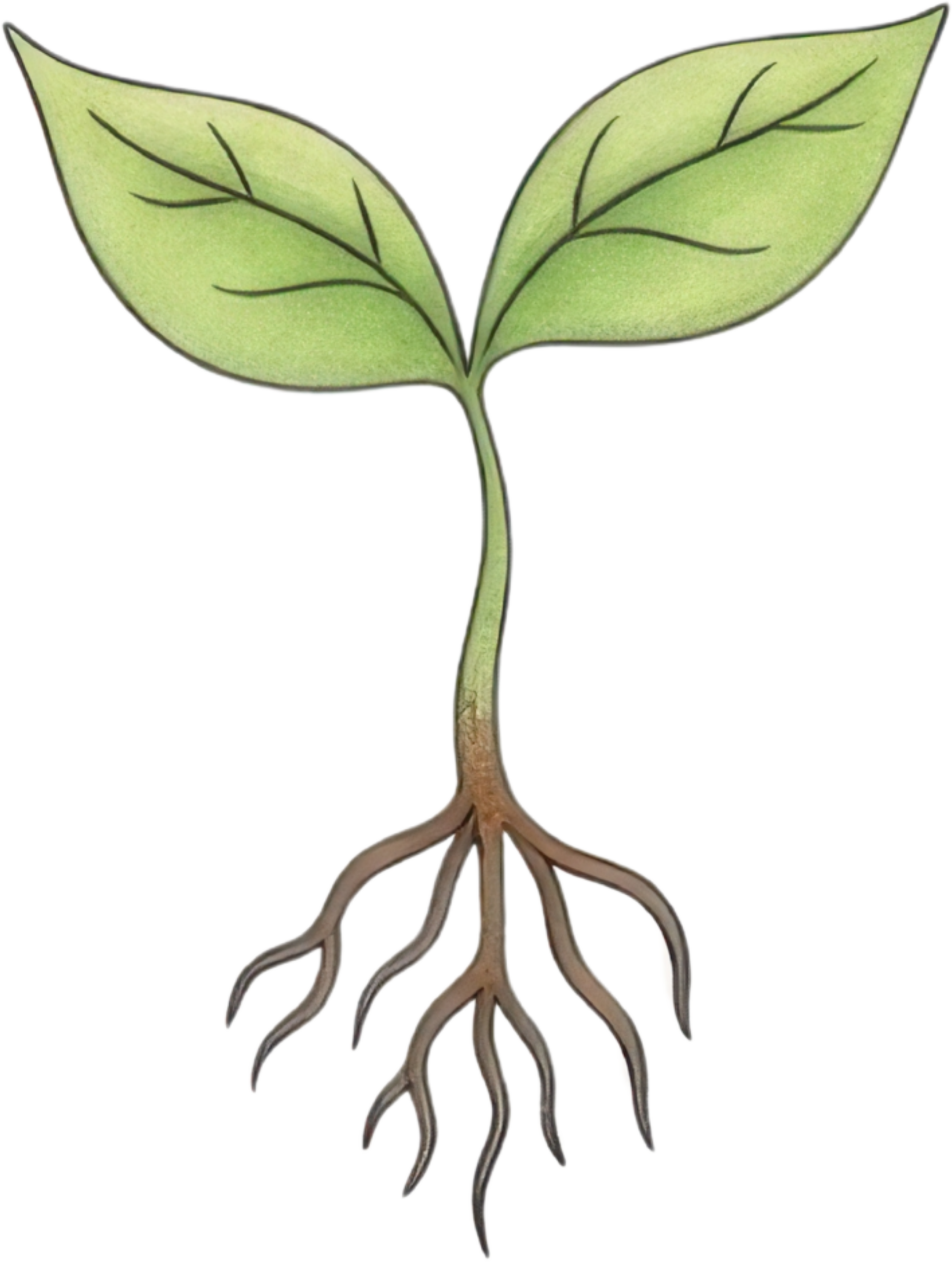 Plant Sprout Growth Icon