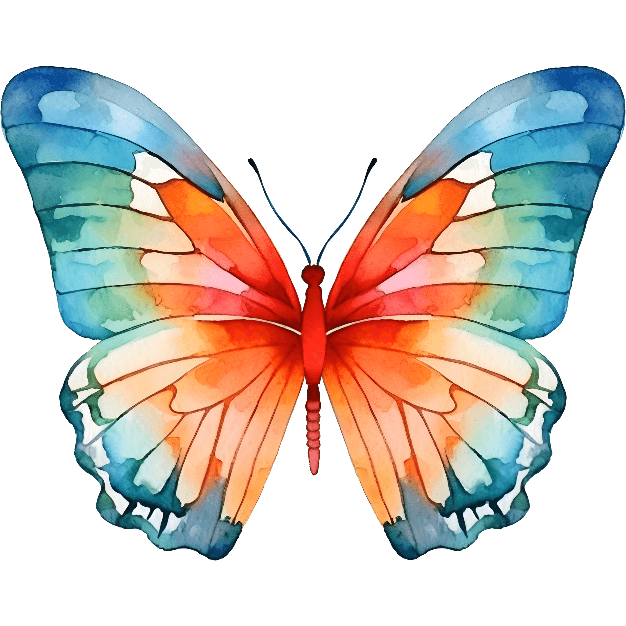 Colorful Butterfly